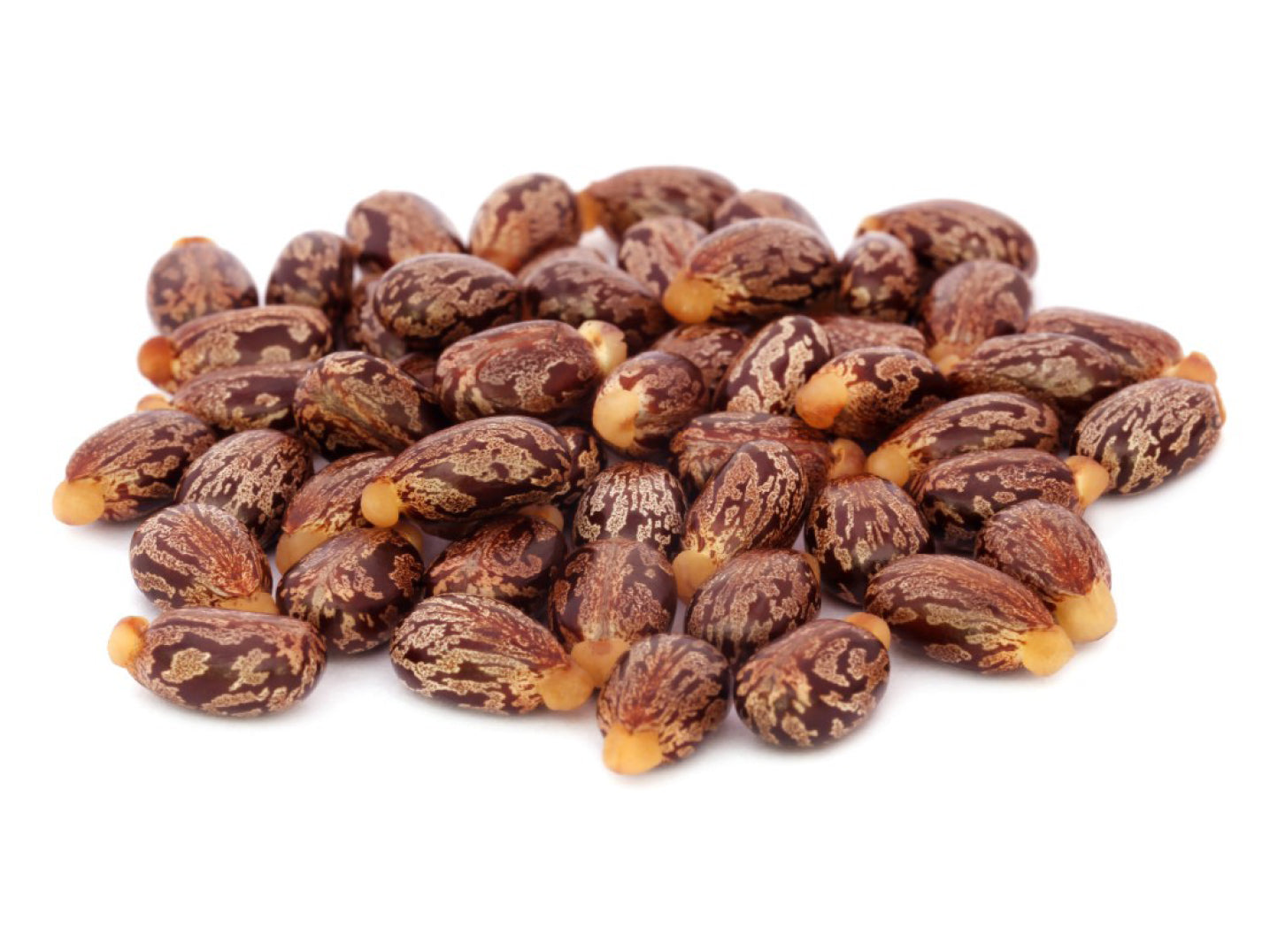 pile of brown castor seeds