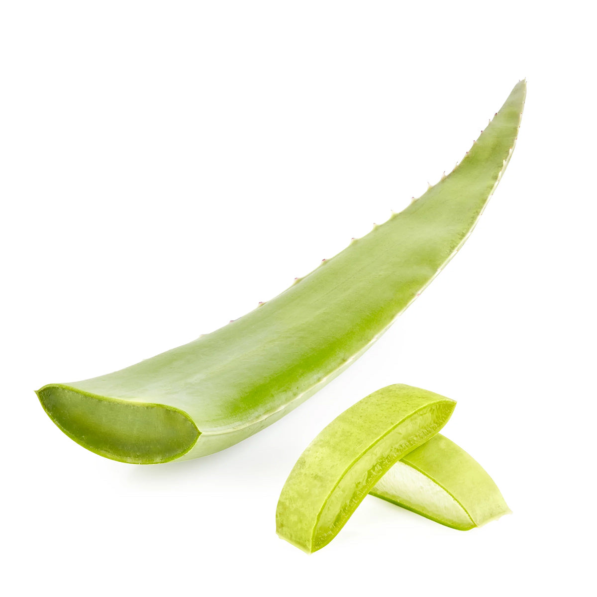 green aloe leaf pieces up close