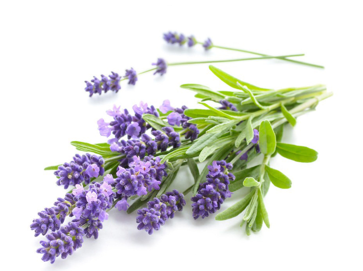 purple lavender flowers on green stems