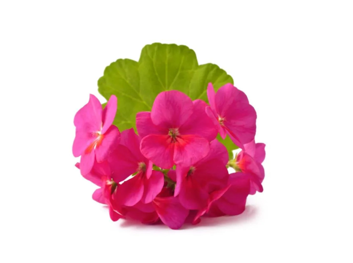 pink geraniol flowers with green leaves